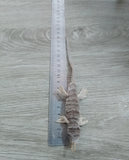 Fisherman's Geeko DG8000